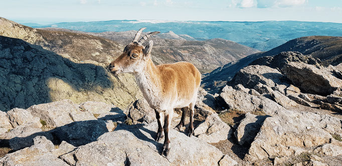 GREDOS