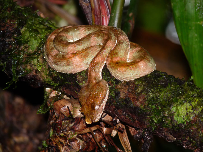 COSTA RICA