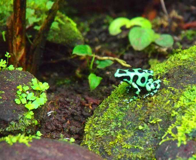 COSTA RICA
