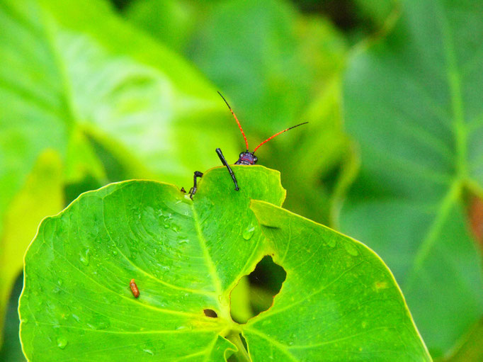 COSTA RICA