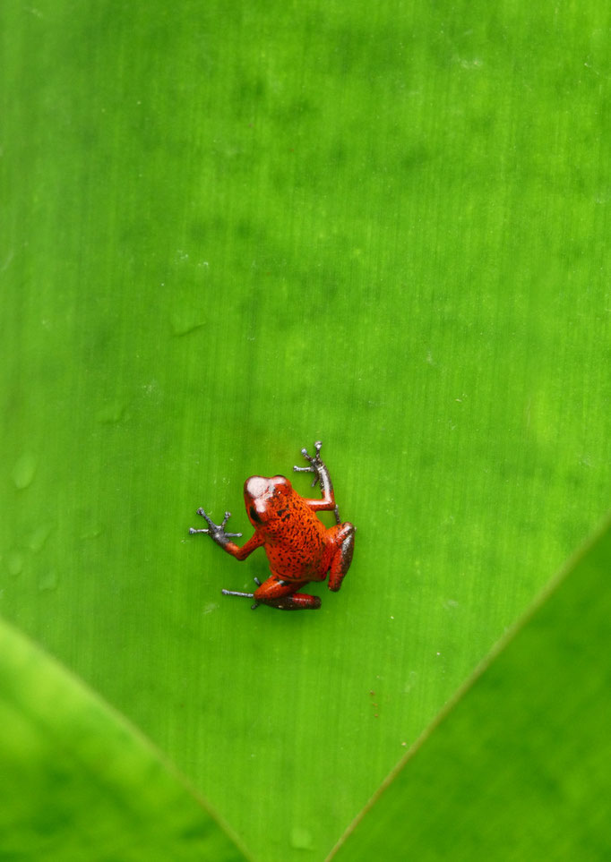 COSTA RICA