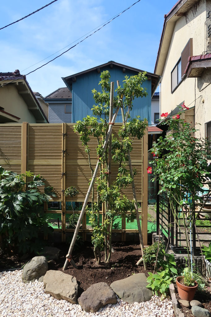 植栽樹木：手が掛からず虫が付きづらい常緑性のある樹木というご要望。育ちが穏やかなソヨゴを選択