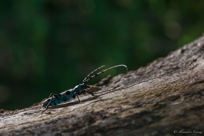 Rosalia alpina