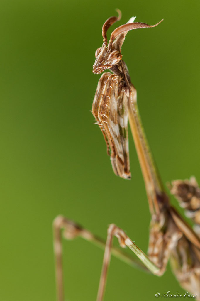 Empusa pennata