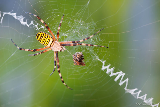 Argiope