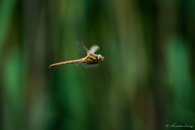 Libellula