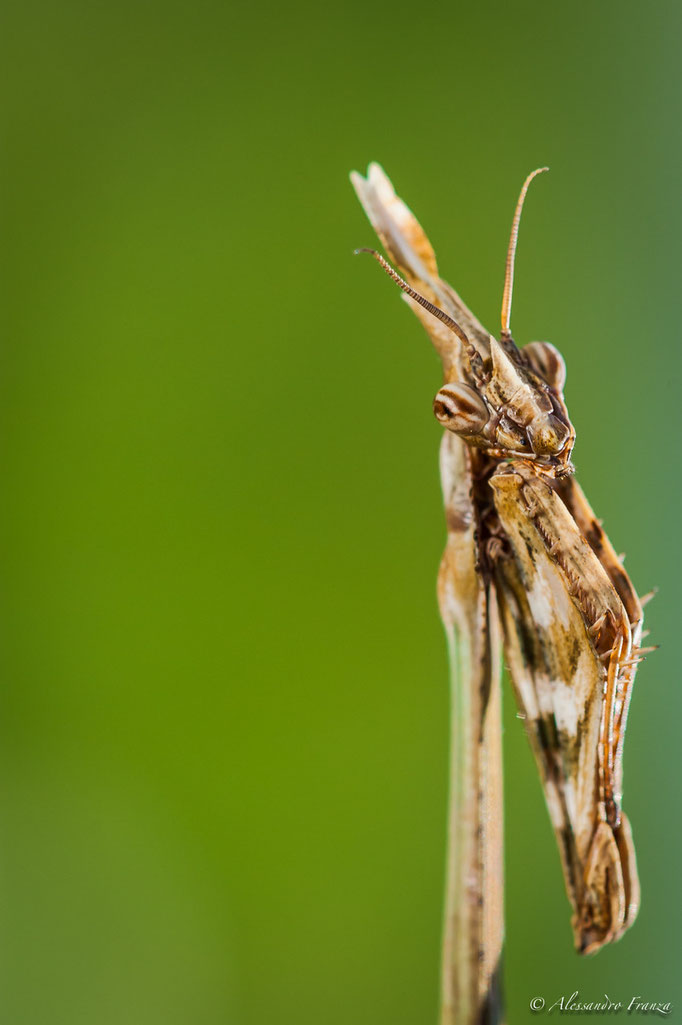 Empusa pennata