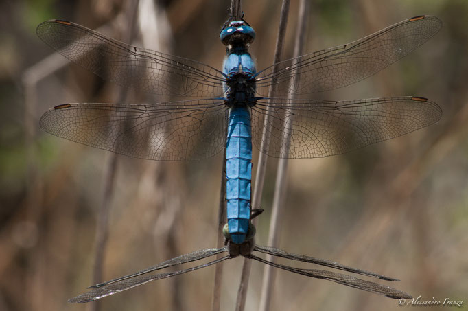 Libellula
