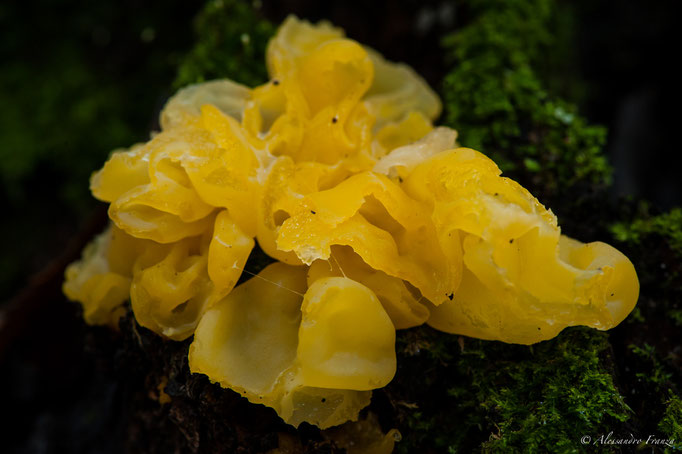 Tremella mesenterica