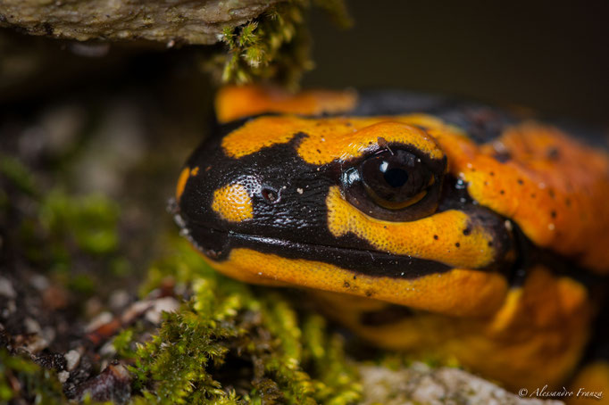 Salamandra pezzata