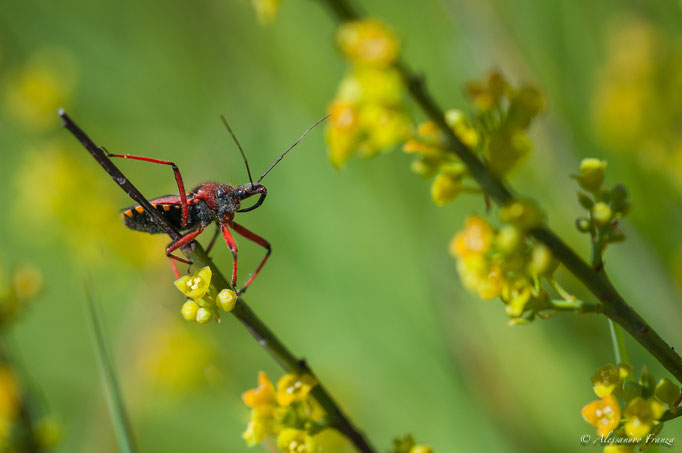 Cimice assassina