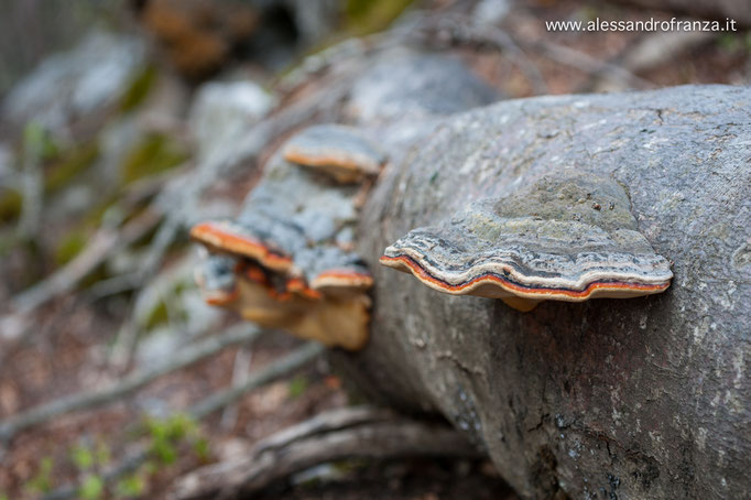 Fomes fomentarius