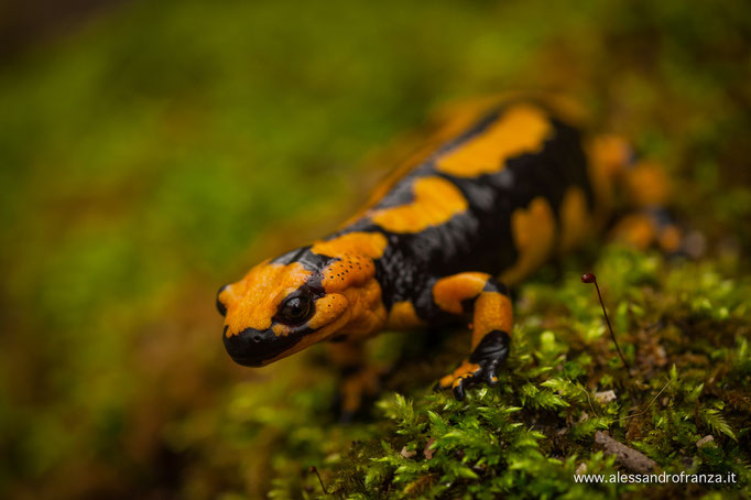 Salamandra pezzata