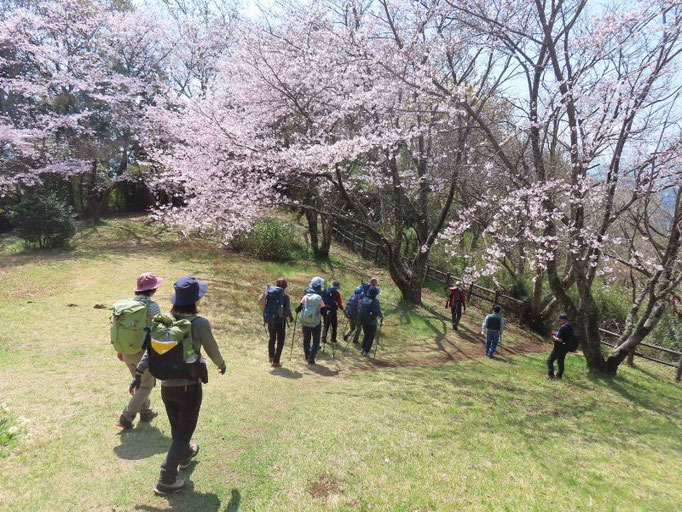 大嵐山（日守山）の桜