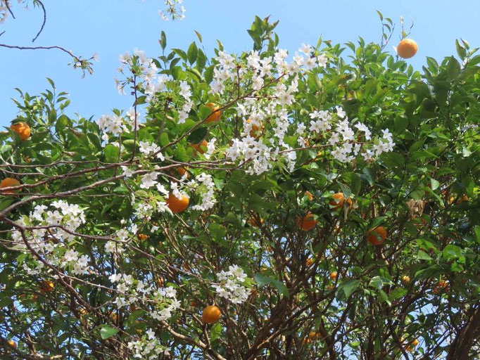 桜と夏みかんの饗宴