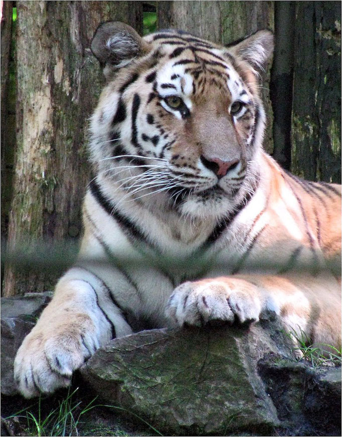 Tigerin Kira aus dem Tierpark Hamm