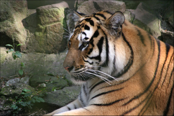 Tiger "Hammlet" aus dem Tierpark Hamm  15.9.2011