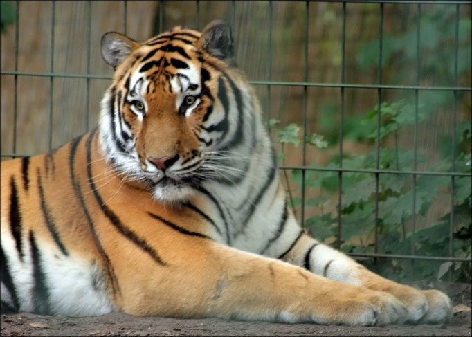 Tiger "Hammlet" aus dem Tierpark Hamm