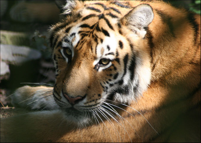 Tigerin Kira aus dem Tierpark Hamm  15.9.2011