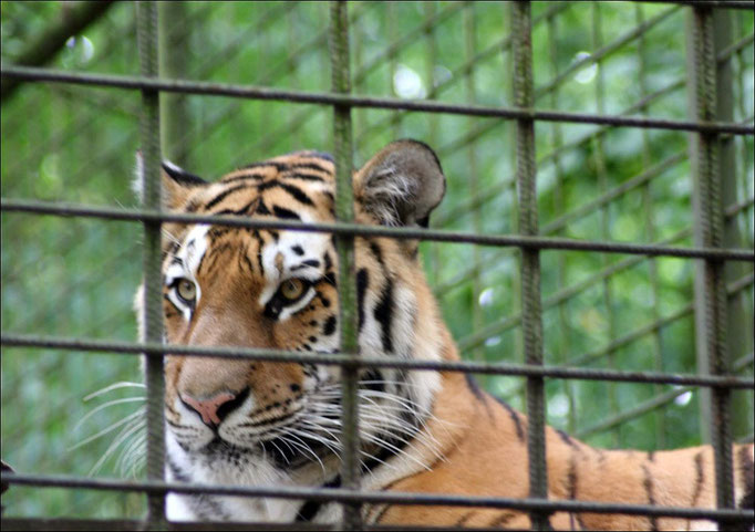 Tigerin Kira aus dem Tierpark Hamm