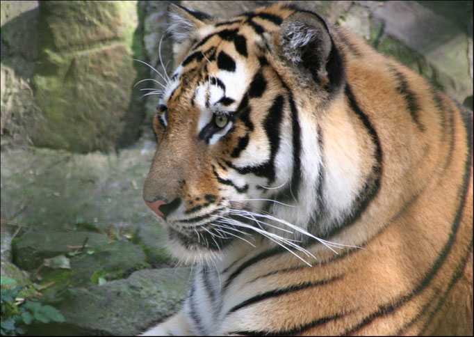Tiger "Hammlet" aus dem Tierpark Hamm  15.9.2011
