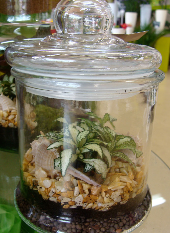 Terrarium de plantes avec bouchon en verre