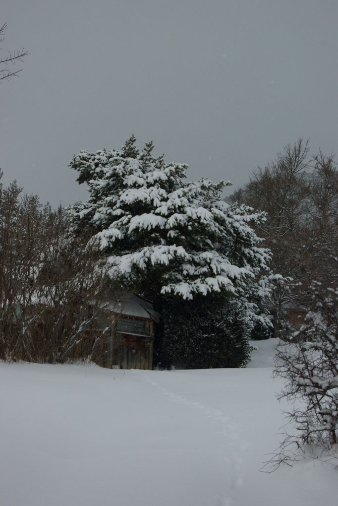 A charupia la cabane sous le grand pin