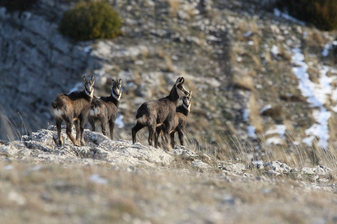 Chamoix surpris au petit matin sur Tarsimour. Photo Olivier Descle
