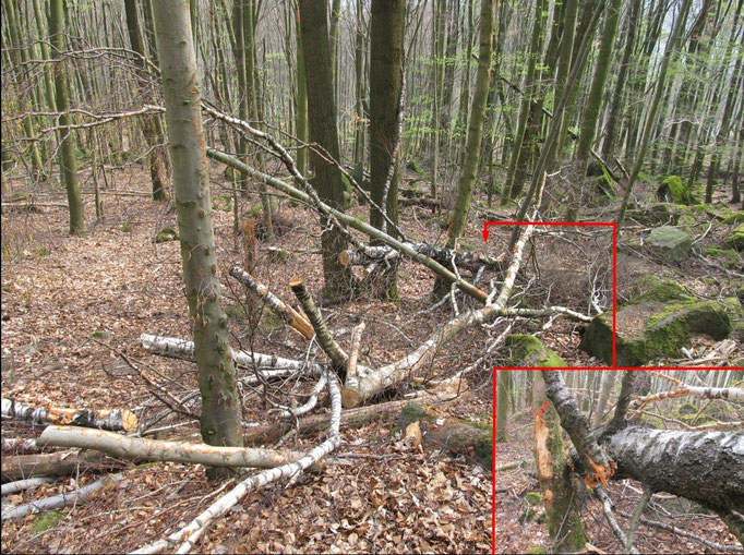 Exempel Baumzerstörung Laubbäume