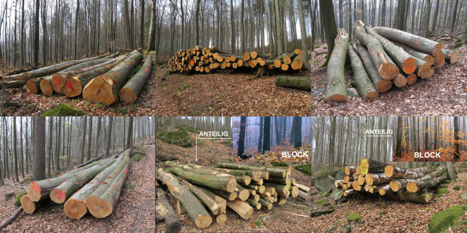 Exempel Fällungen 2019