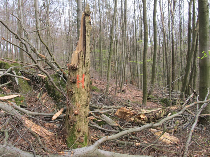 Exempel Baumzerstörung Habitatbaum