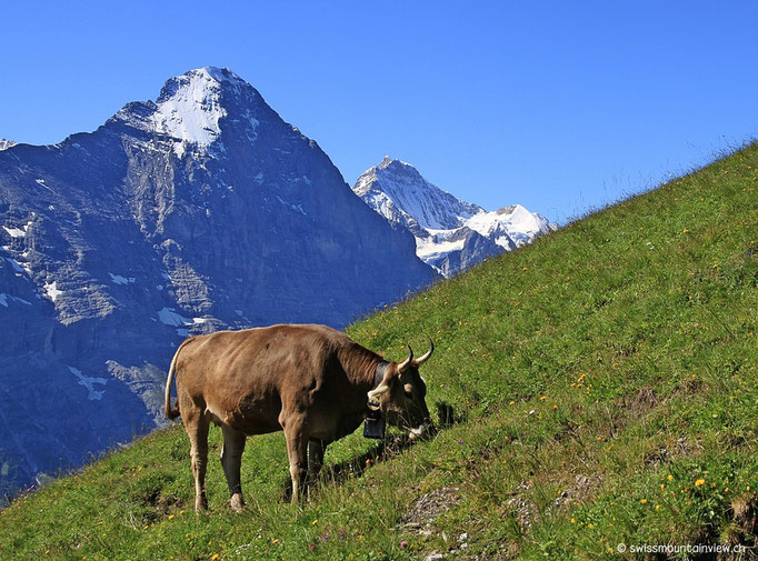 Von der First braucht man rund 60 Minuten bis zum Bachalpsee.