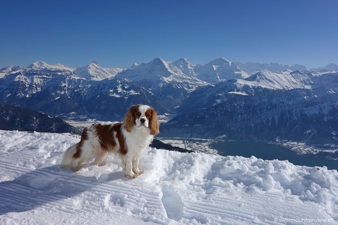 Niederhorn Blick Richtung Eiger, Mönch und Jungfrau