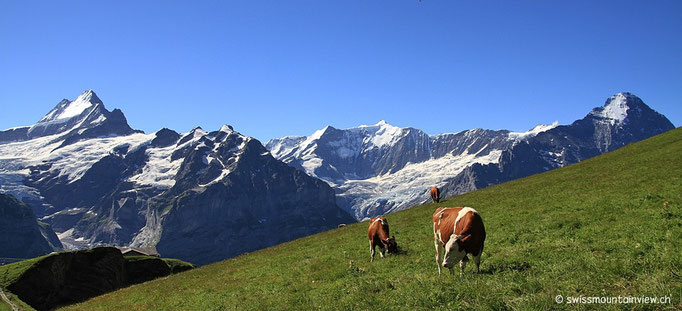 Unser Weg ist gesäumt von "Wiesendamen".