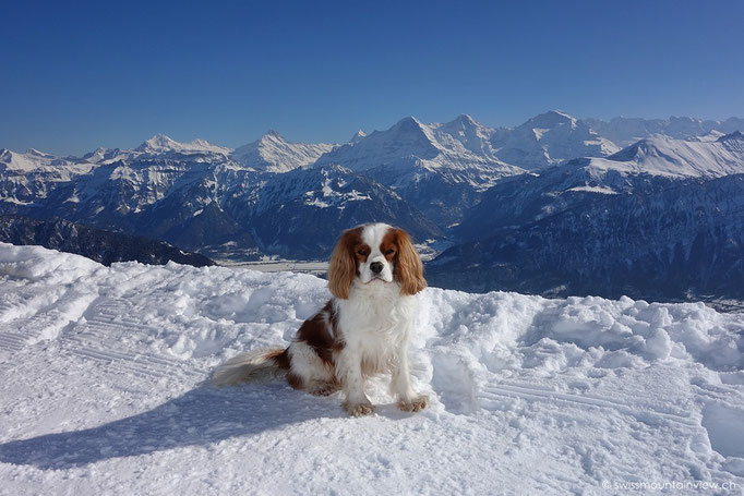 Niederhorn Blick Richtung Eiger, Mönch und Jungfrau