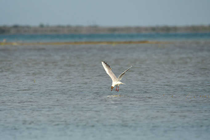 Möwe