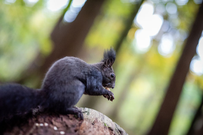 Eichhörnchen