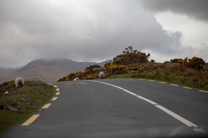 Nagel Gabi - Schottland