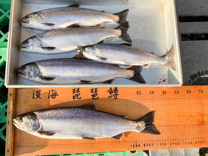 全体的に厳しい状況下での嬉しい釣果