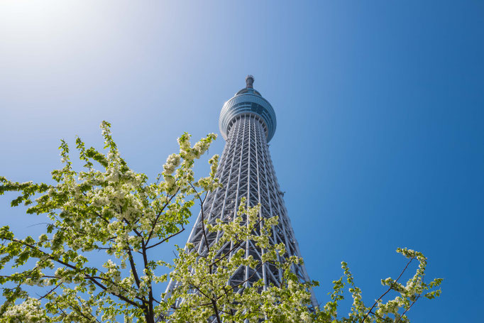 View of the Sky tree tower, 634 m
