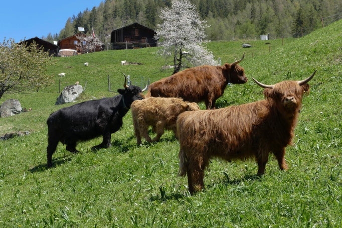 Alpengräser
