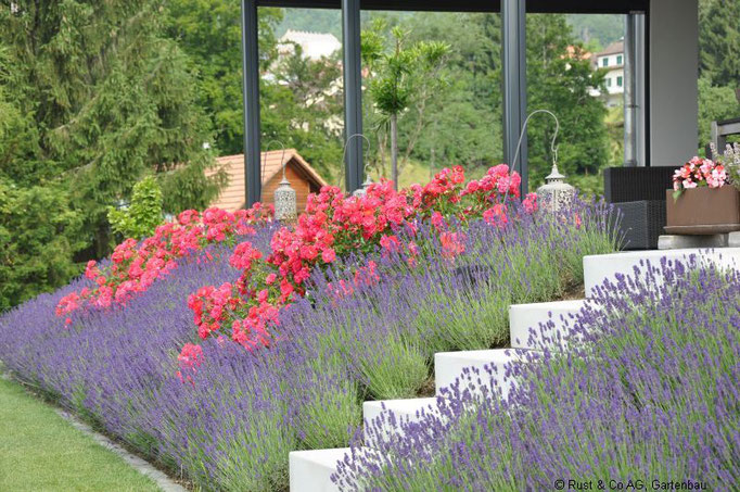 Lavendel und Bodendeckerrosen