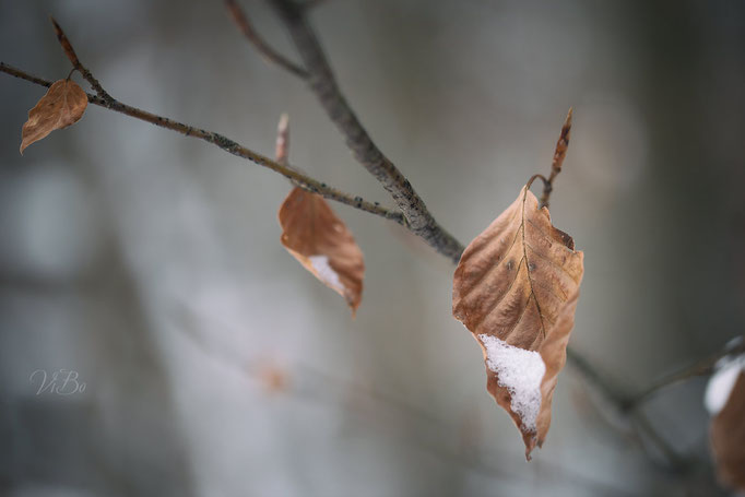 Schnee im Wald bei Kloster Weltenburg.