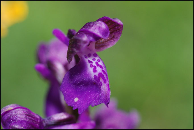 Anacamptis morio Les Eclauses (11) le : 19-05-2009