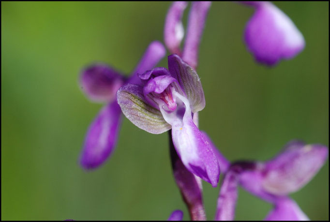 Anacamptis morio ssp picta Argeles Sur Mer (66) Le : 16-05-2009