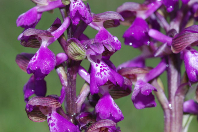 Anacamptis morio Col de Limouches (26) Le 13 Mai 2010