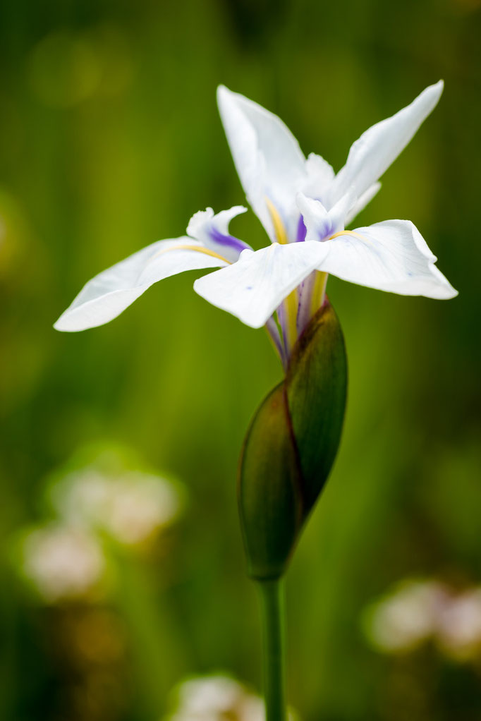 Japanese Water Iris [Iris ensata]