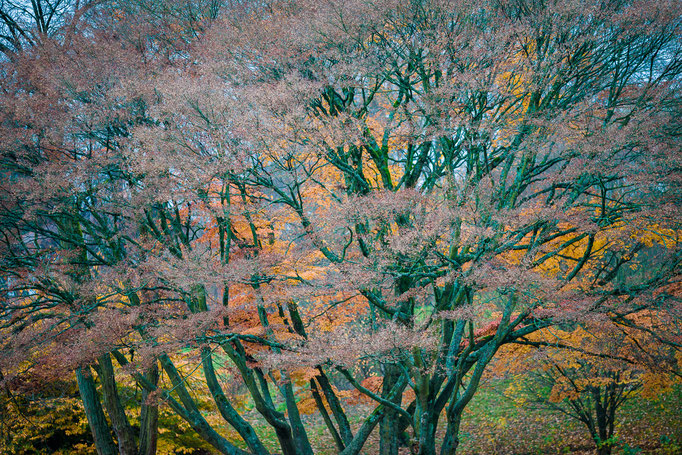 Herbstlaub