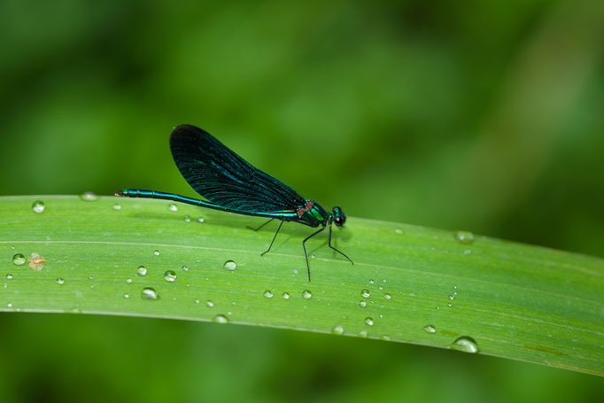 Male of Banded Demoiselle [Calopteryx splendens]