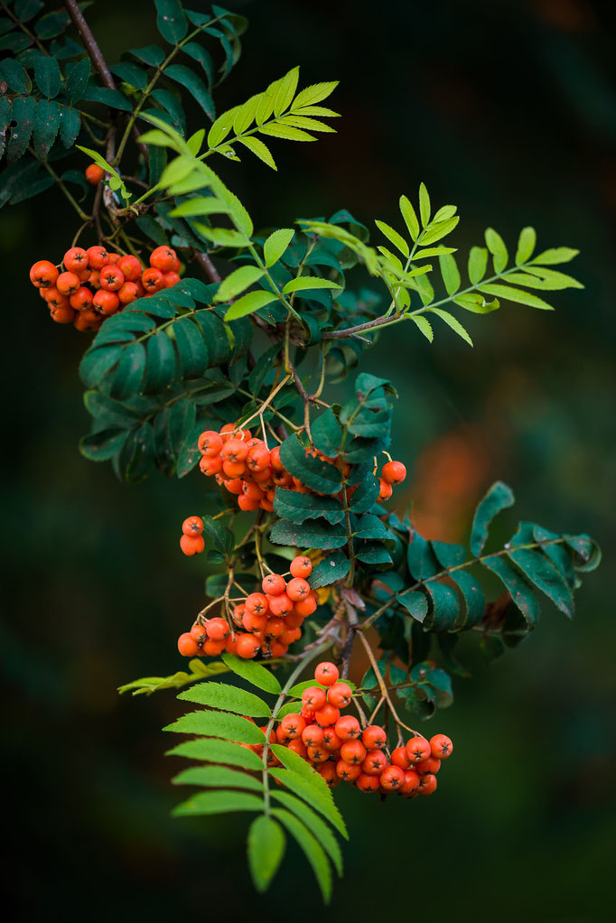 Früchte der Eberesche [Sorbus aucuparia]